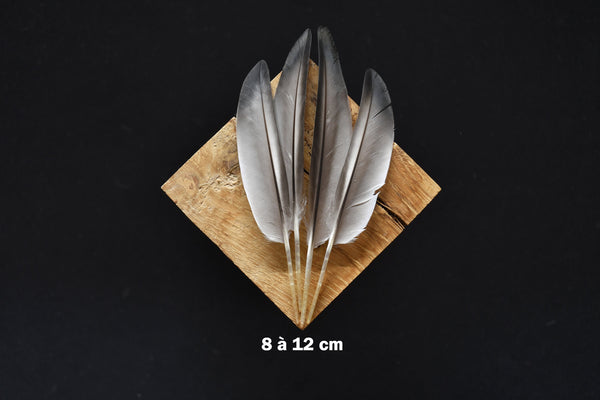Graue und schwarze Entenfedern 8 bis 12 cm