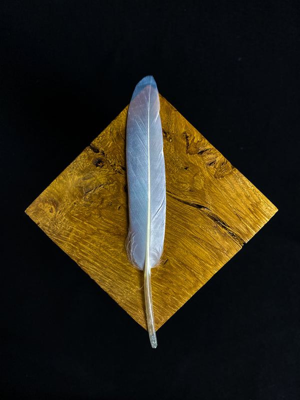 Weiße Gänsefedern 12-17 cm