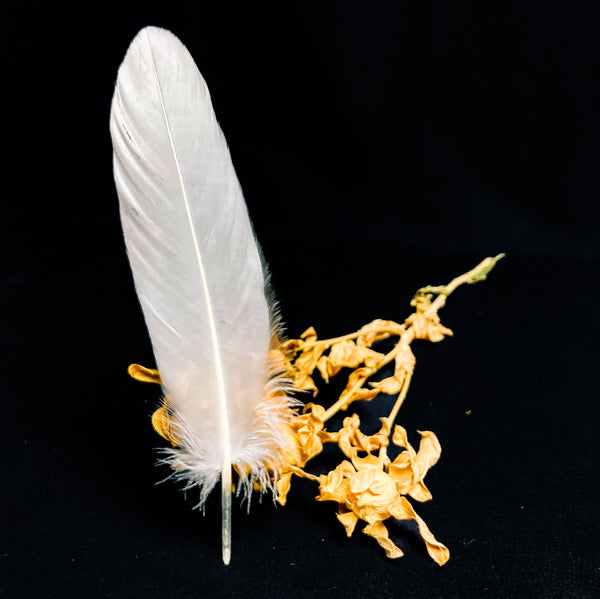 Große weiße Gänsefedern 18-22 cm