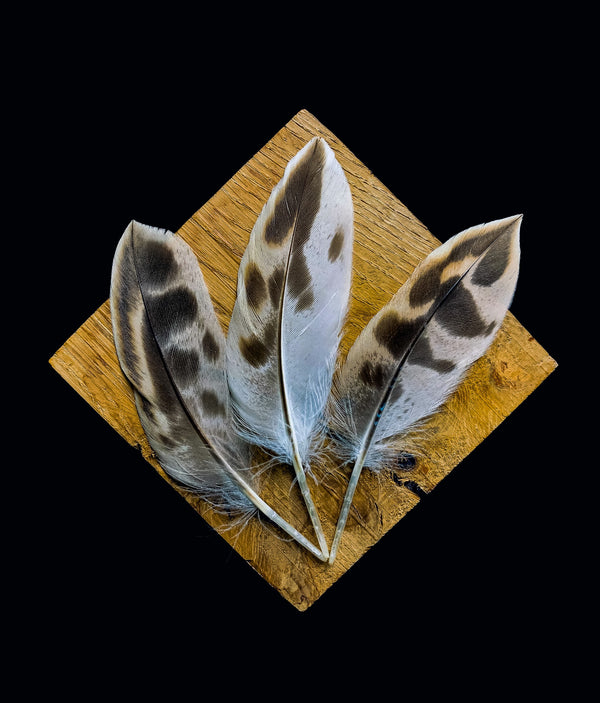 Foto von gefleckten beigefarbenen und braunen Entenfedern 10 bis 12 cm
