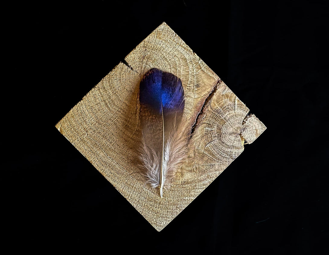 Blaue und dunkelviolette Federn vom Lady Amherst Fasan 5 bis 8 cm