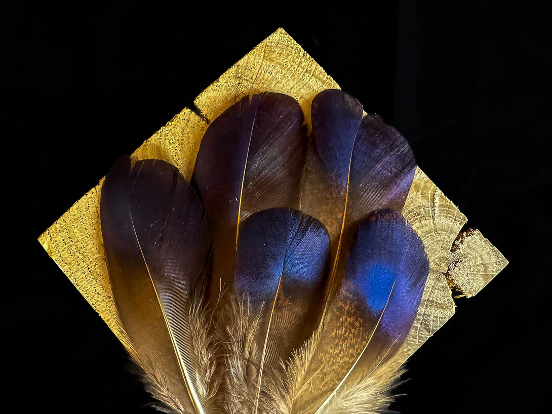 Blaue und dunkelviolette Federn vom Lady Amherst Fasan 5 bis 8 cm