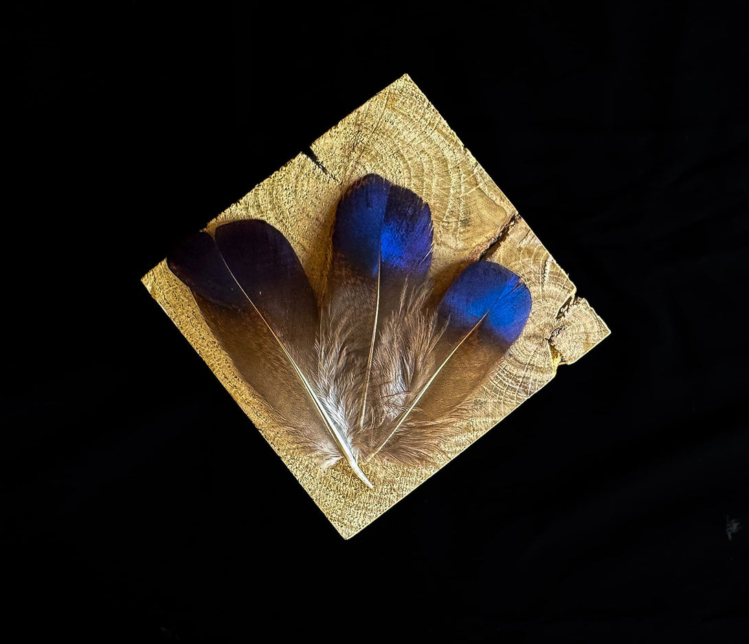 Blaue und dunkelviolette Federn vom Lady Amherst Fasan 5 bis 8 cm