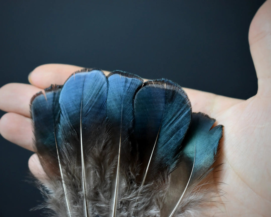 Foto von blauen und grünen Federn vom Lady Amherst Fasan 5 bis 8 cm