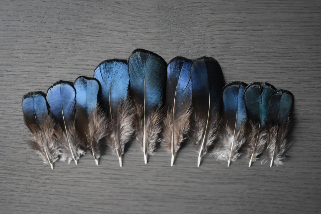 Foto von blauen und grünen Federn vom Lady Amherst Fasan 5 bis 8 cm