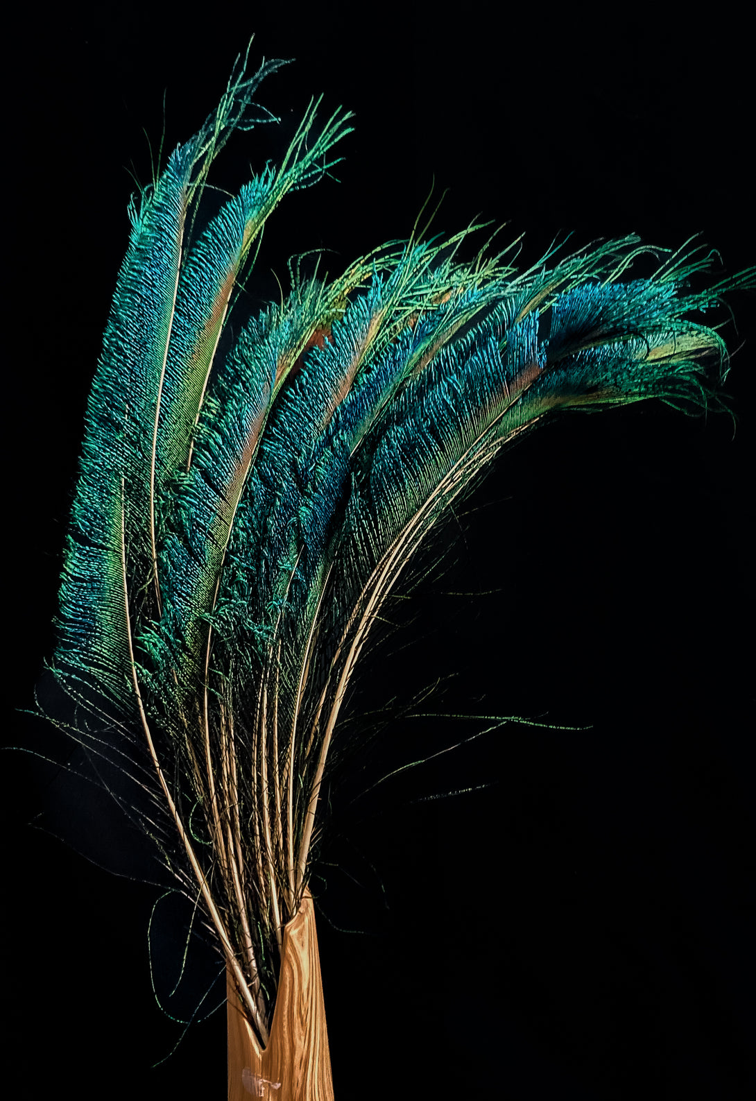Foto von blauen und grünen Pfauenfedern 40 cm