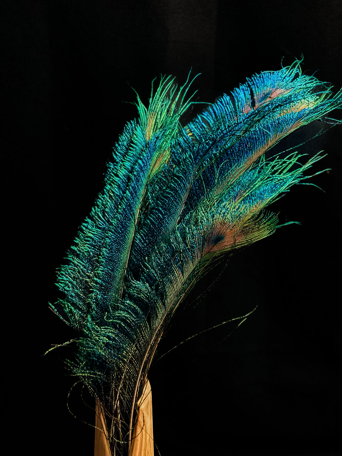 Foto von blauen und grünen Pfauenfedern 40 cm