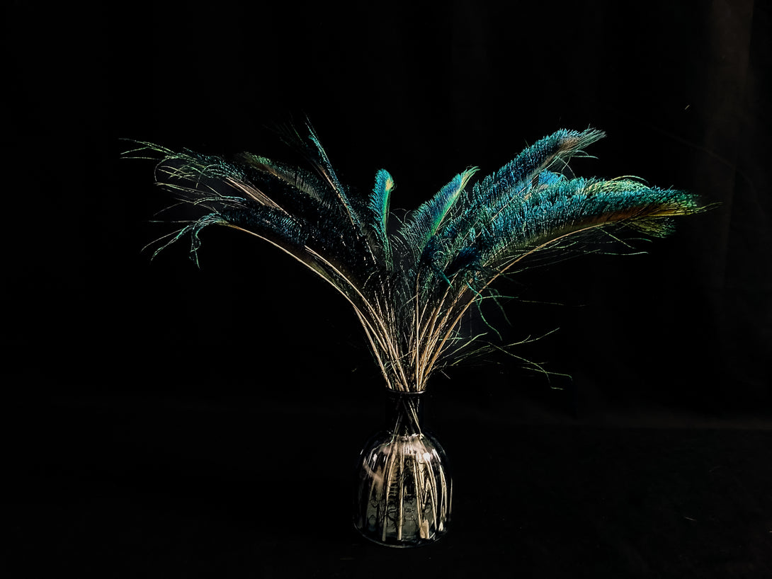Foto von blauen und grünen Pfauenfedern 40 cm