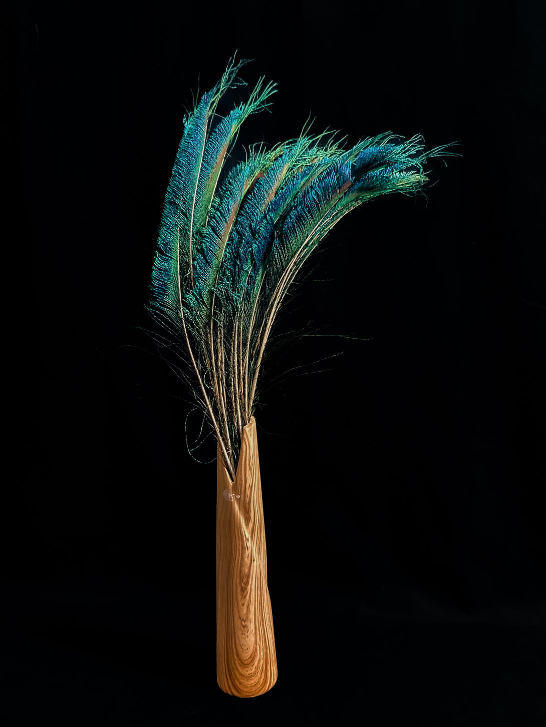 Foto von blauen und grünen Pfauenfedern 40 cm