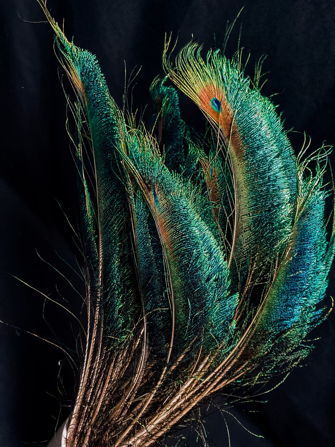Foto von blauen und grünen Pfauenfedern 60 cm