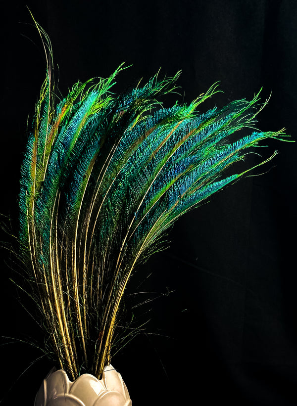 Foto von blauen und grünen Pfauenfedern 70 cm