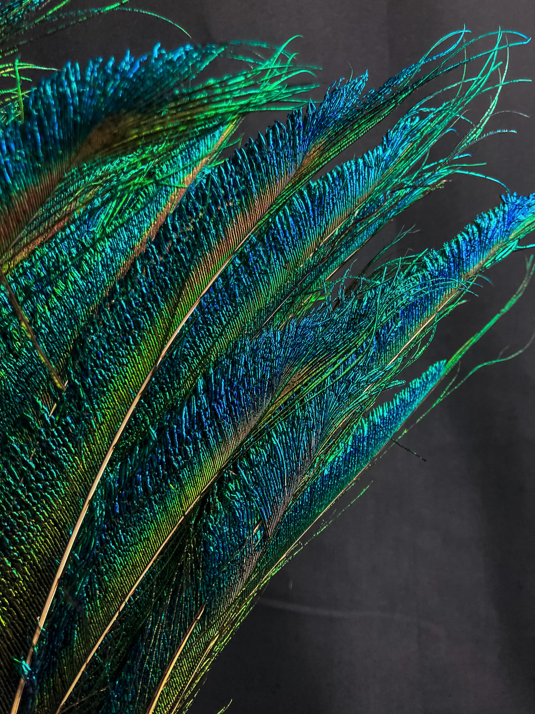 Foto von blauen und grünen Pfauenfedern 70 cm