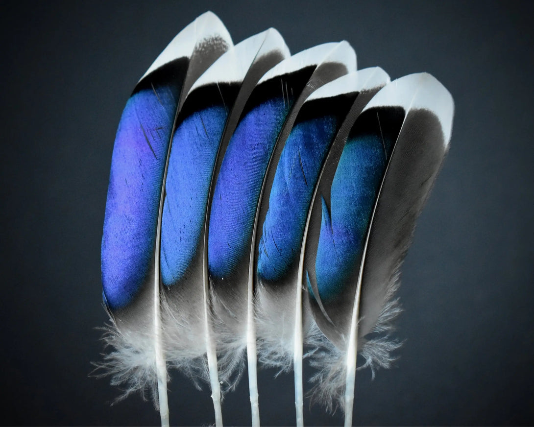 Foto von blauen Stockentenfedern 10 bis 12 cm