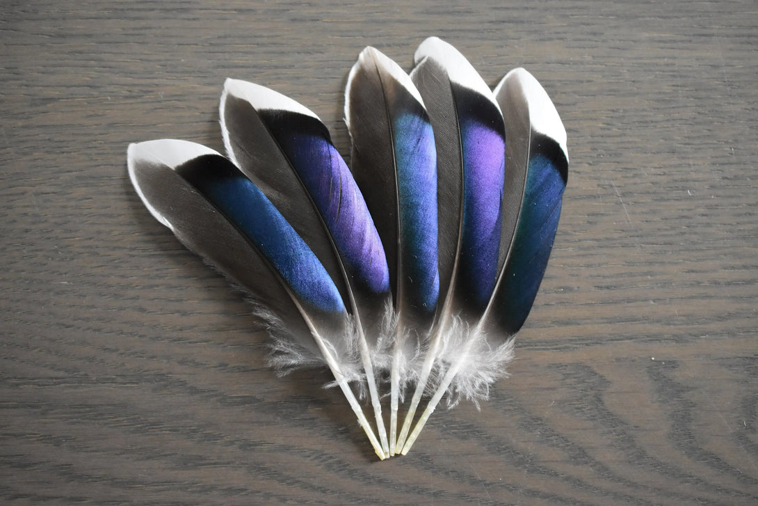 Foto von blauen Stockentenfedern 10 bis 12 cm