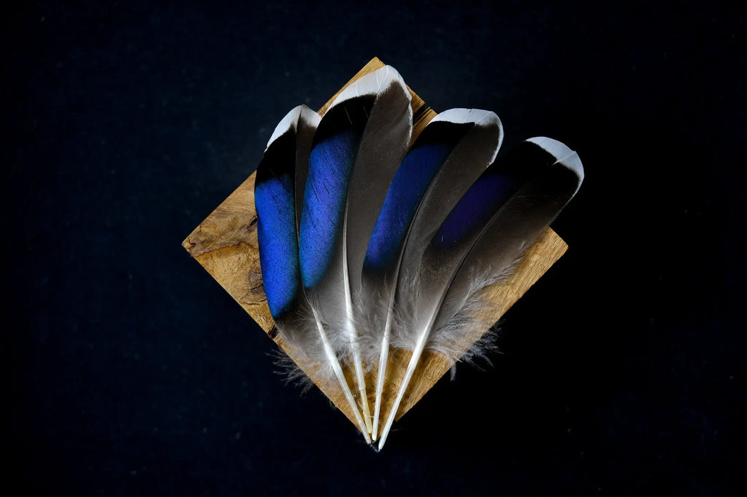 Foto von blauen Stockentenfedern 10 bis 12 cm