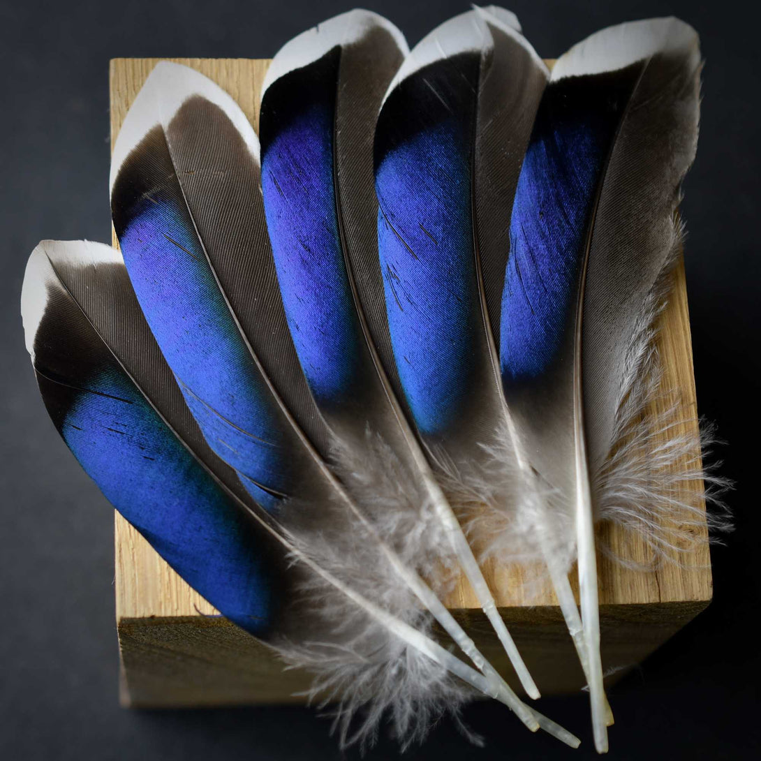 Foto von blauen Stockentenfedern 10 bis 12 cm