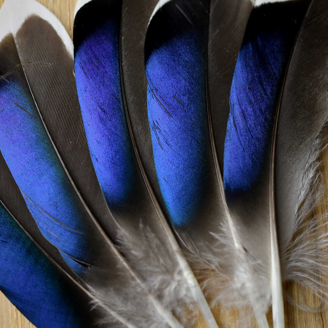 Foto von blauen Stockentenfedern 10 bis 12 cm