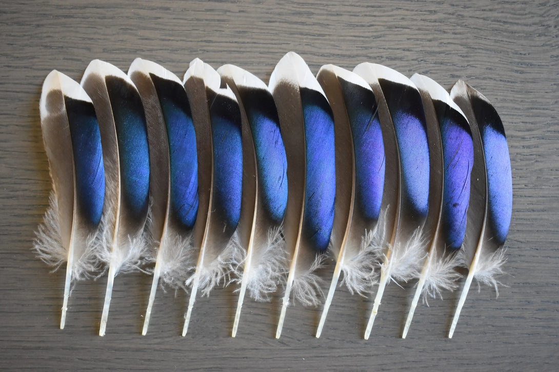 Foto von blauen Stockentenfedern 10 bis 12 cm