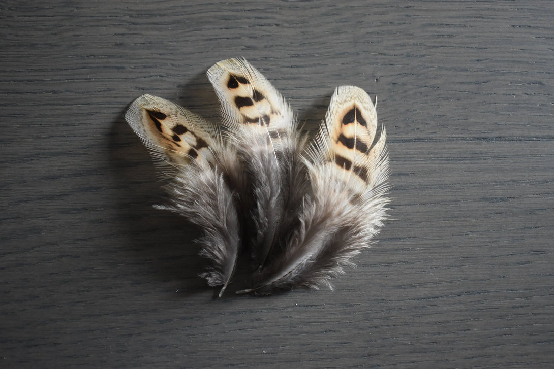 Foto von braunen und beigefarbenen Jagdfasanfedern 5 bis 10 cm