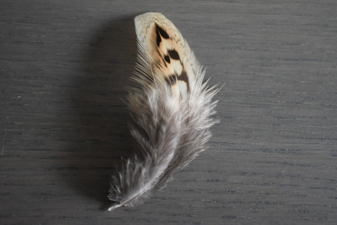 Foto von braunen und beigefarbenen Jagdfasanfedern 5 bis 10 cm