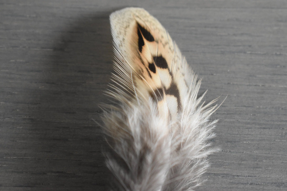 Foto von braunen und beigefarbenen Jagdfasanfedern 5 bis 10 cm