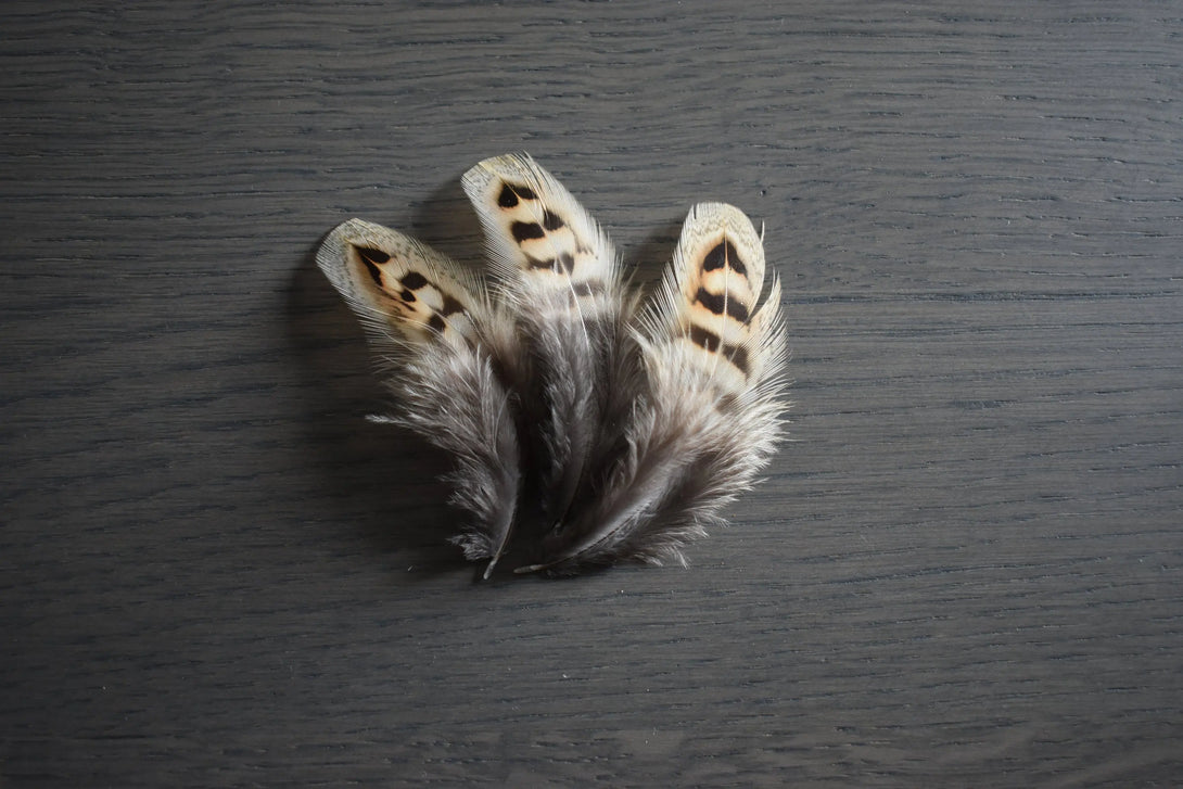 Foto von braunen und beigefarbenen Jagdfasanfedern 5 bis 10 cm