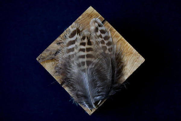 Foto von braunen und beigefarbenen Jagdfasanfedern 8 bis 12 cm