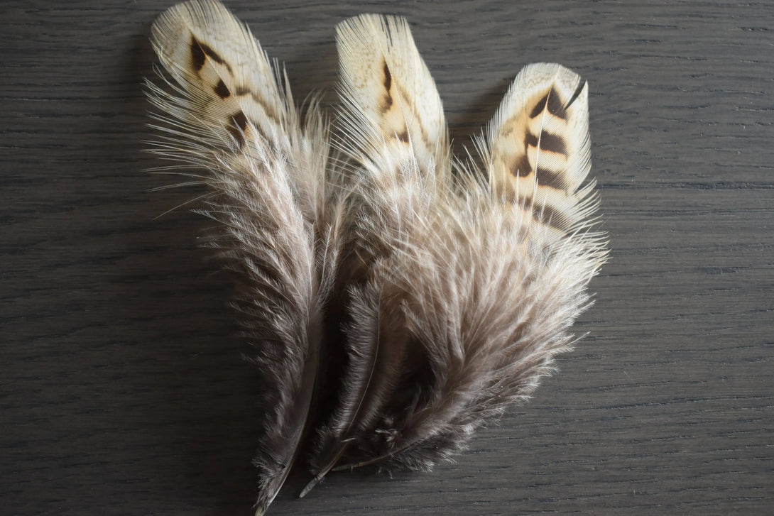 Foto von braunen und beigefarbenen Jagdfasanfedern 8 bis 12 cm