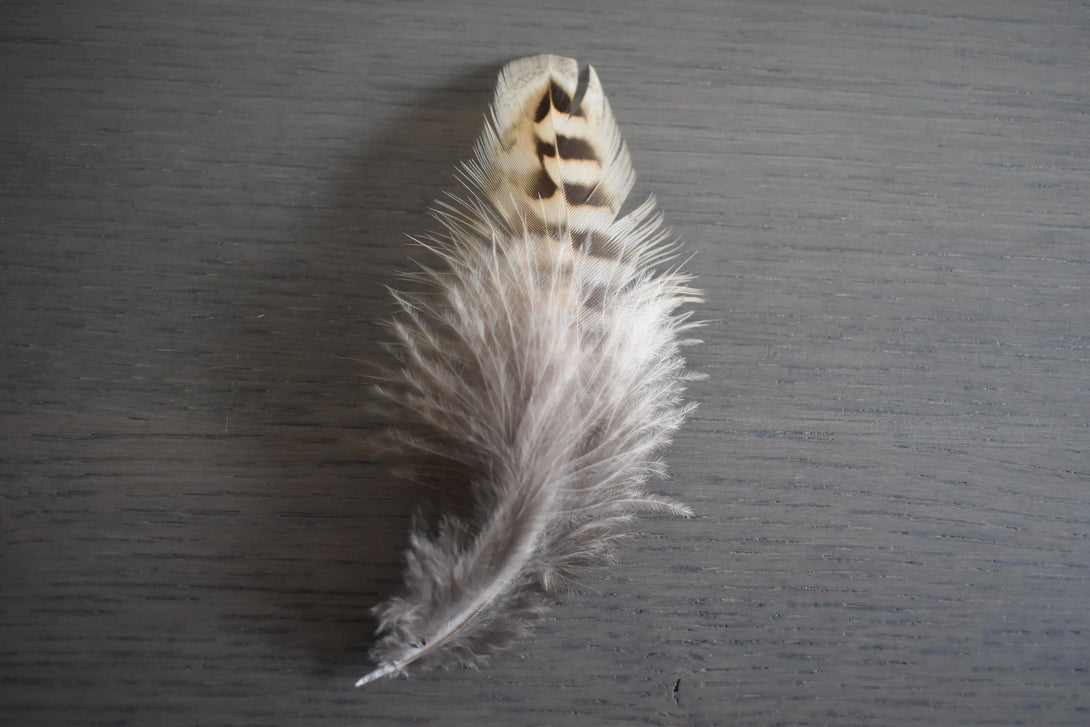 Foto von braunen und beigefarbenen Jagdfasanfedern 8 bis 12 cm
