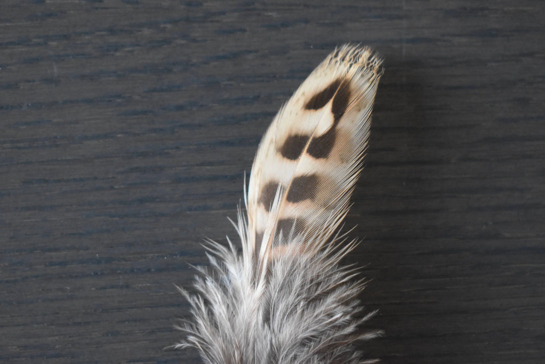 Foto von braunen und beigefarbenen Jagdfasanfedern 8 bis 12 cm