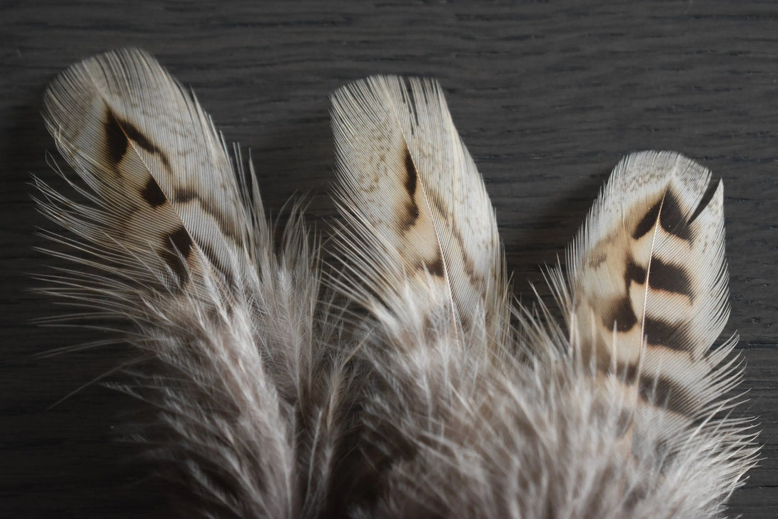 Foto von braunen und beigefarbenen Jagdfasanfedern 8 bis 12 cm