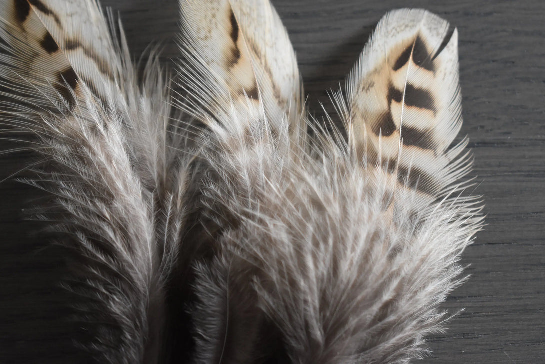 Foto von braunen und beigefarbenen Jagdfasanfedern 8 bis 12 cm