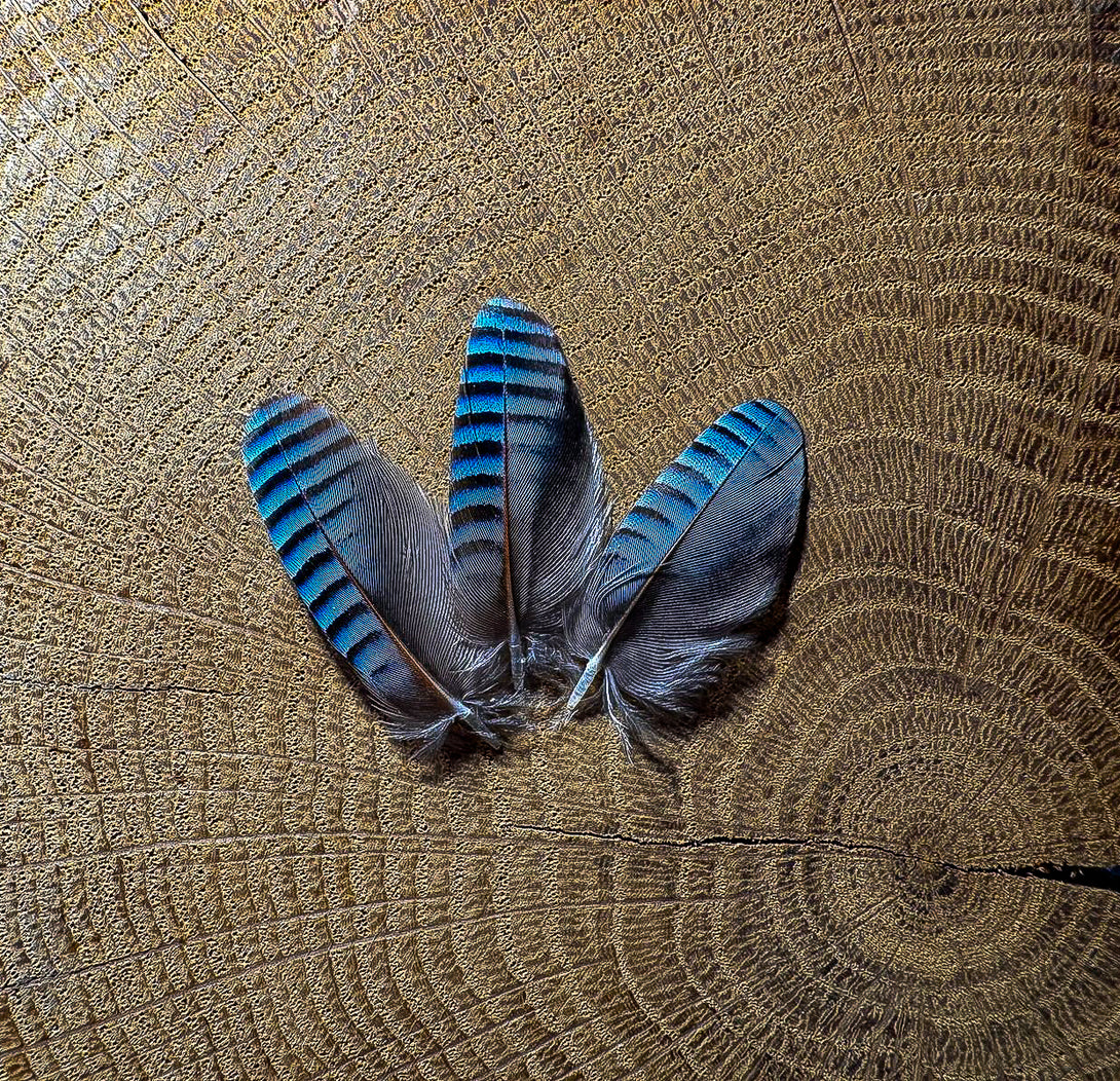 Foto von blauen Eichelhäherfedern, 3 bis 4 cm