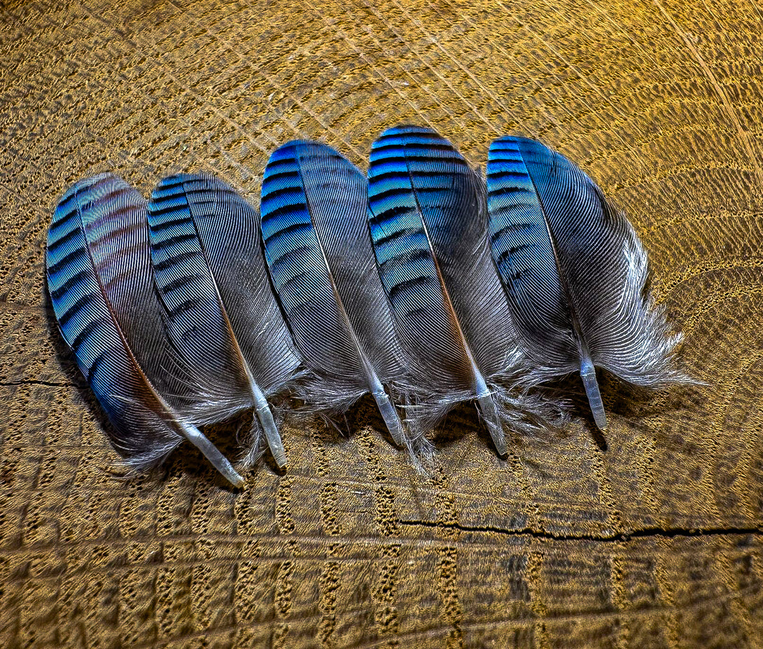Foto von blauen Eichelhäherfedern, 3 bis 4 cm