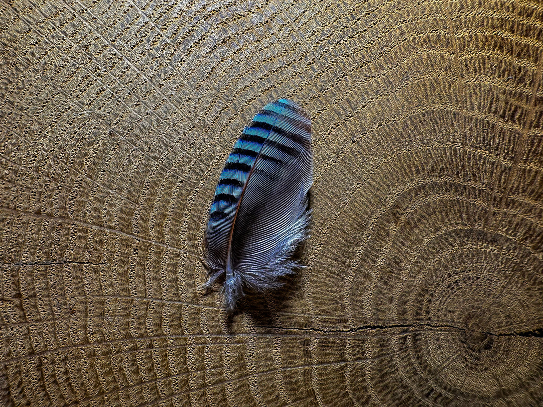 Foto von blauen Eichelhäherfedern, 3 bis 4 cm