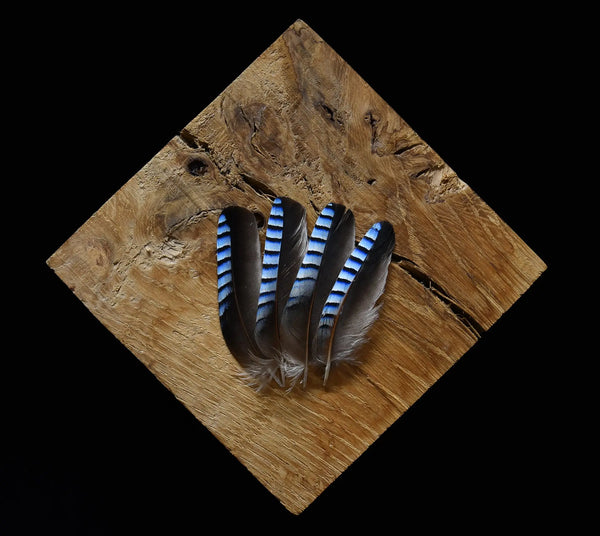 Foto von blauen Eichelhäherfedern, 4 bis 6 cm