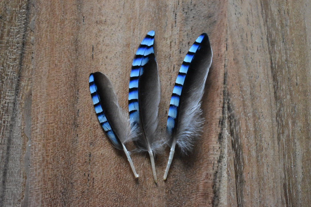 Foto von blauen Eichelhäherfedern, 4 bis 6 cm