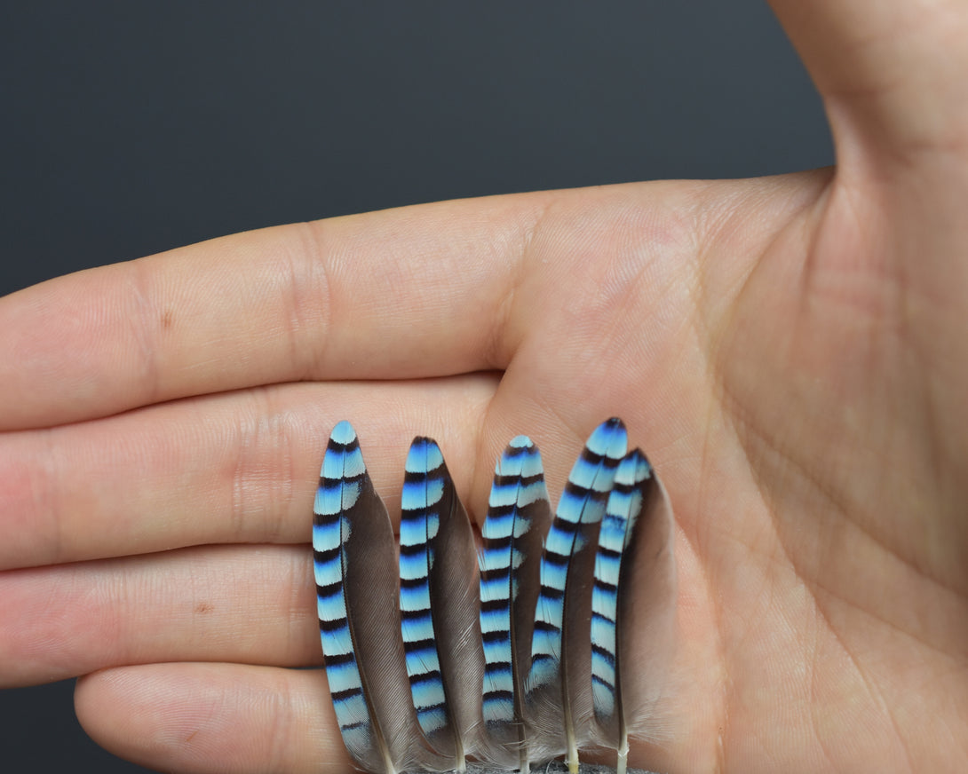 Foto von blauen Eichelhäherfedern, 4 bis 6 cm