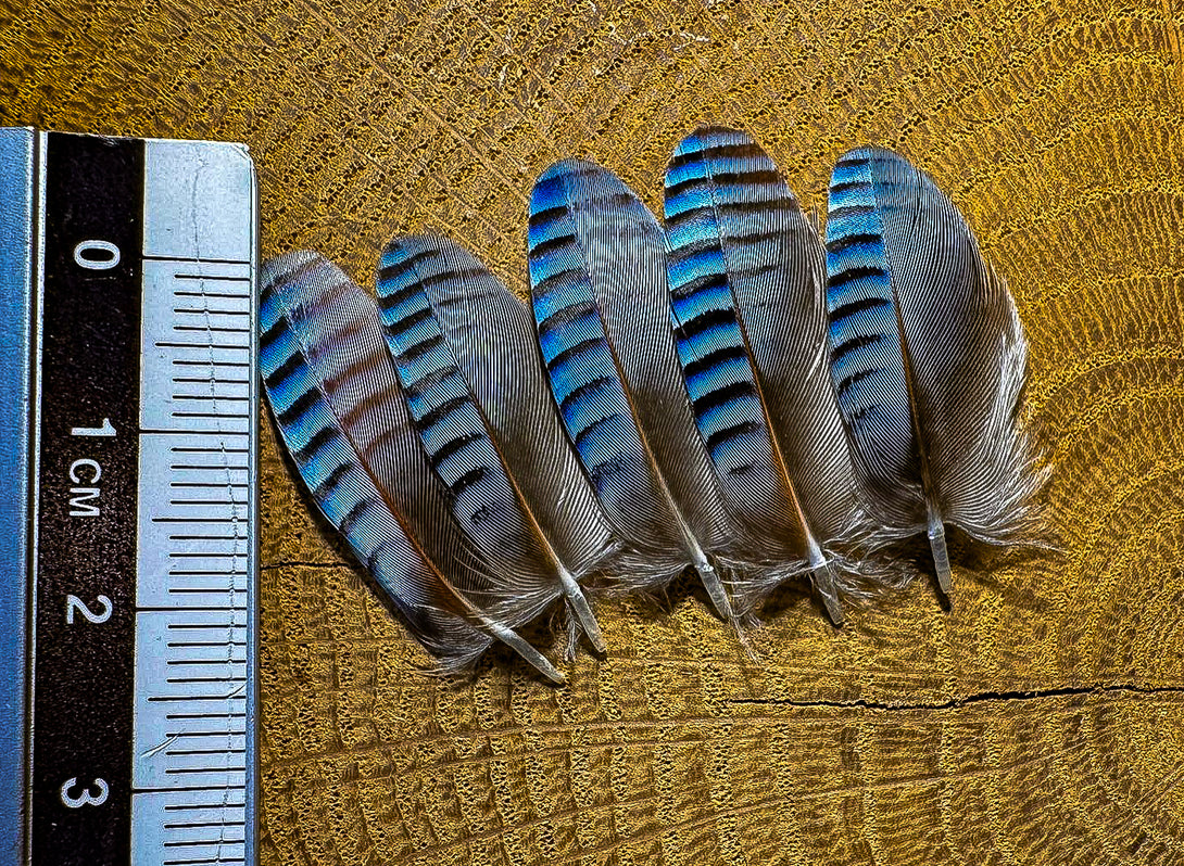 Foto von blauen Eichelhäherfedern, 3 bis 4 cm