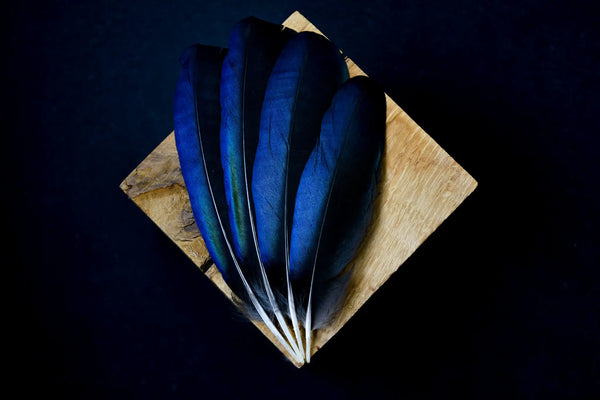 Foto von schwarzen Elsterfedern mit blauem Schimmer