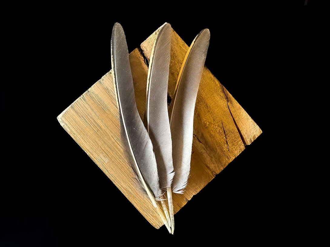 Foto von Rebhuhnfedern, 11 bis 14 cm