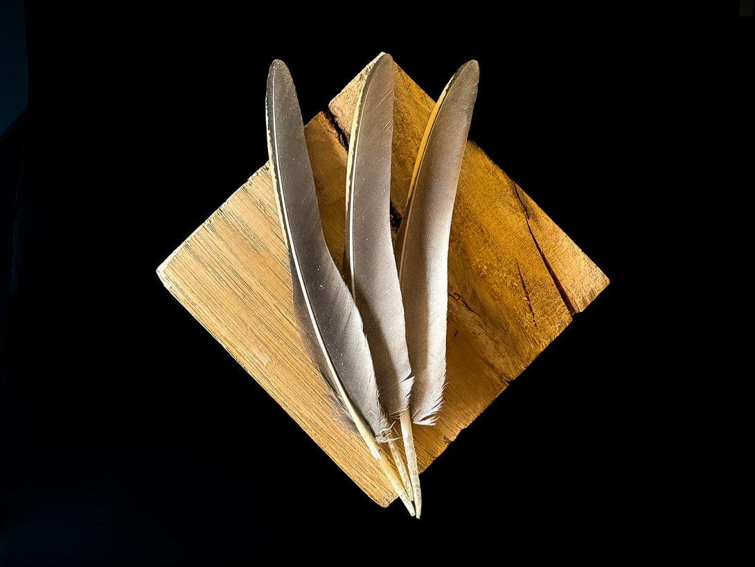 Foto von Rebhuhnfedern, 11 bis 14 cm