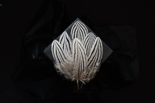 Foto von kleinen Federn vom Silberfasan 6 bis 12 cm