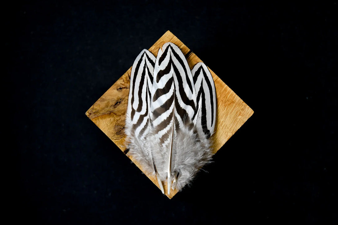 Foto von kleinen Federn vom Silberfasan 6 bis 12 cm