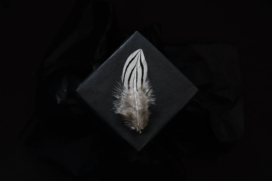 Foto von kleinen Federn vom Silberfasan 6 bis 12 cm