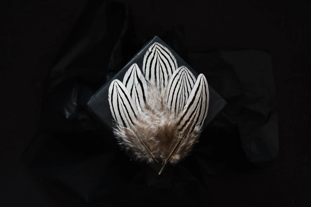 Foto von kleinen Federn vom Silberfasan 6 bis 12 cm