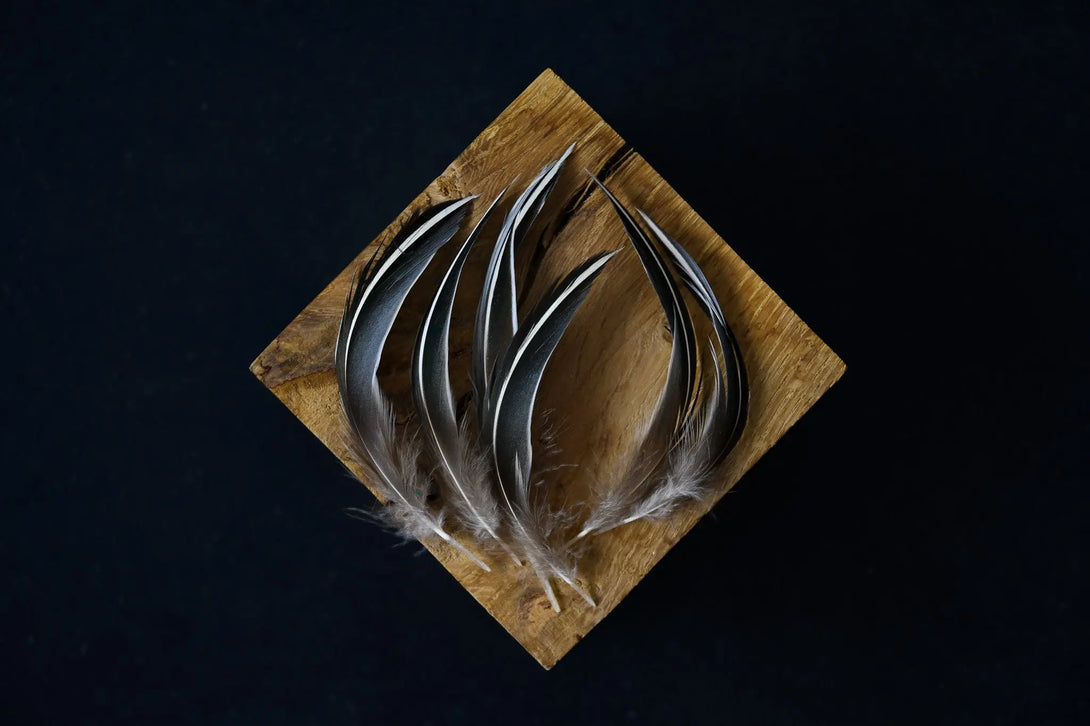 Foto von feinen schwarzen und weißen Entenfedern 6 bis 10 cm