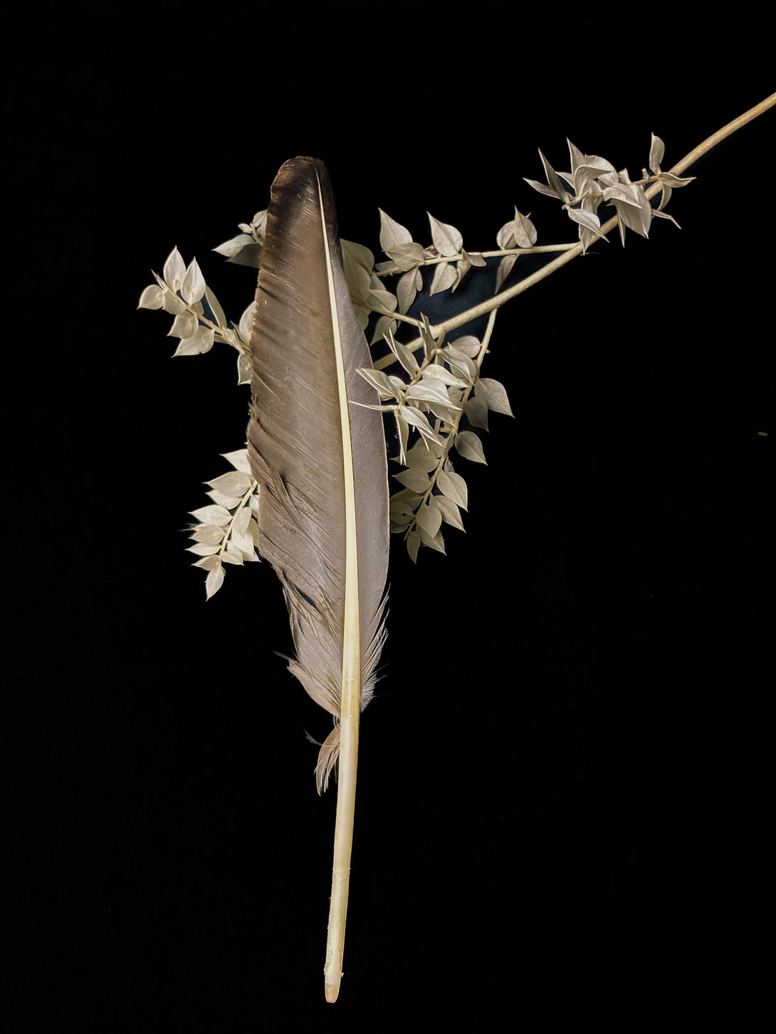 Foto von großen grauen Gänsefedern, 27 bis 32 cm