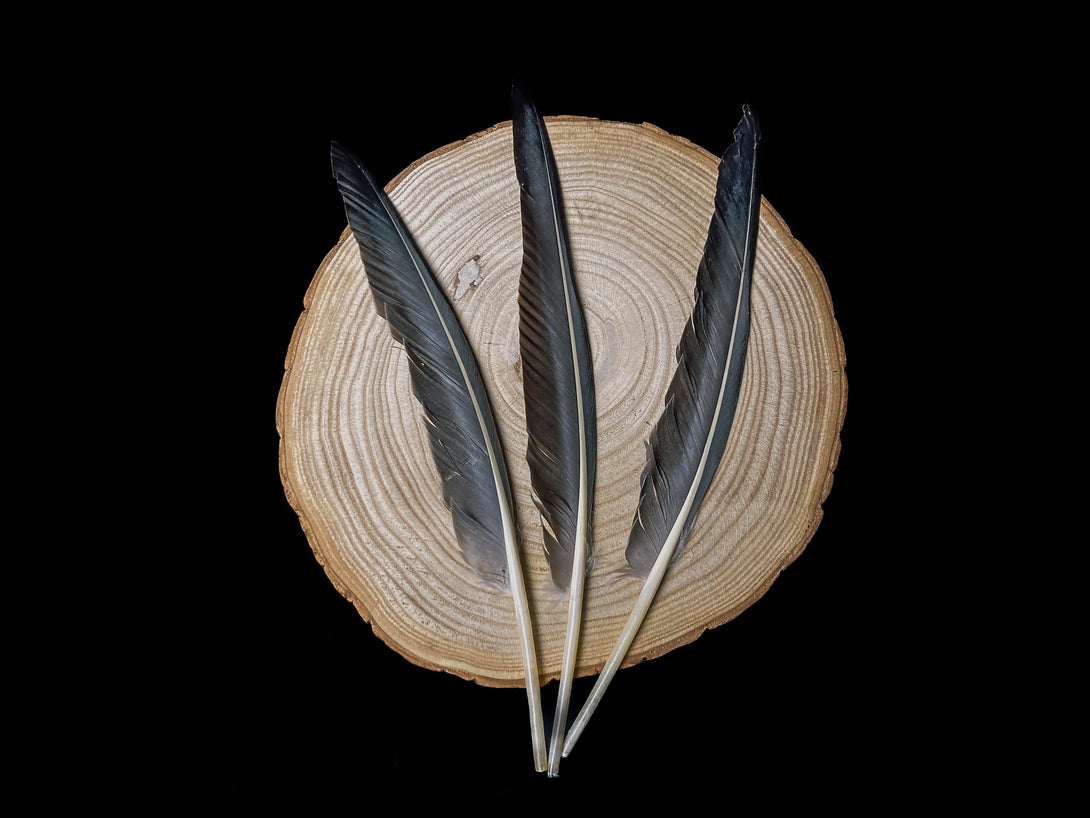 Foto von großen grauen Gänsefedern, 27 bis 32 cm