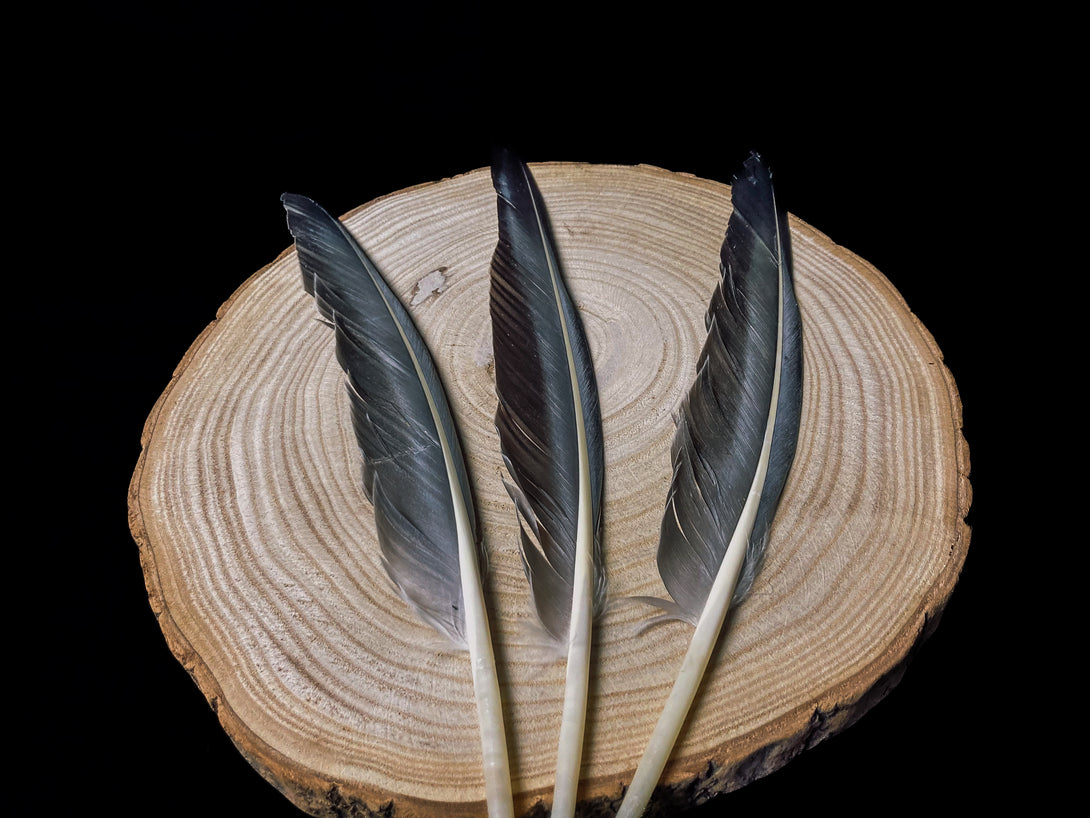 Foto von großen grauen Gänsefedern, 27 bis 32 cm